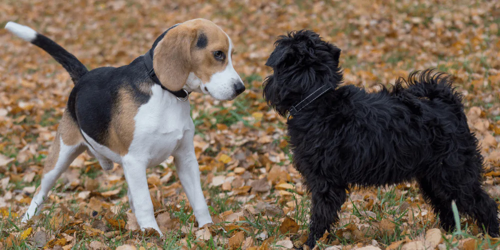 A picture of a Beagle and a Terrier in a park looking at each other