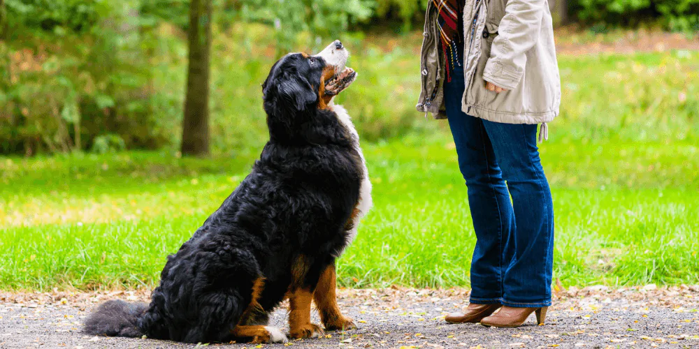 A picture of an adolescent Bernese Mountain Dog being trained by its owner