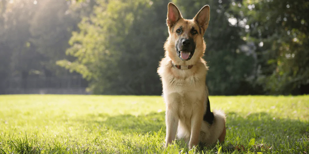 A picture of a German Shepherd standing in a sunny field