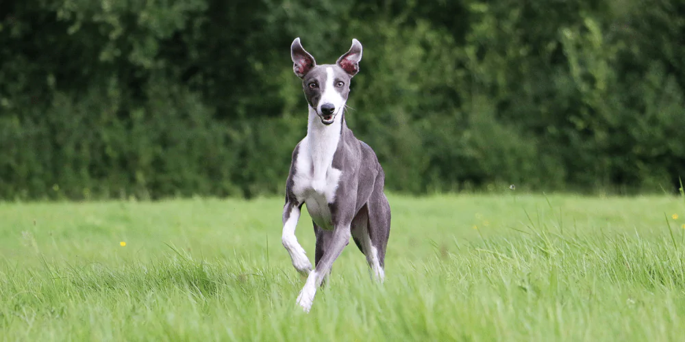 A picture of a goofy Whippet running through the grass