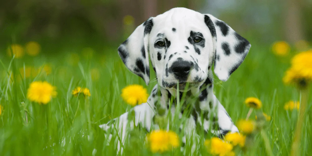 A picture of a Dalmatian puppy sitting in a field of dandelions