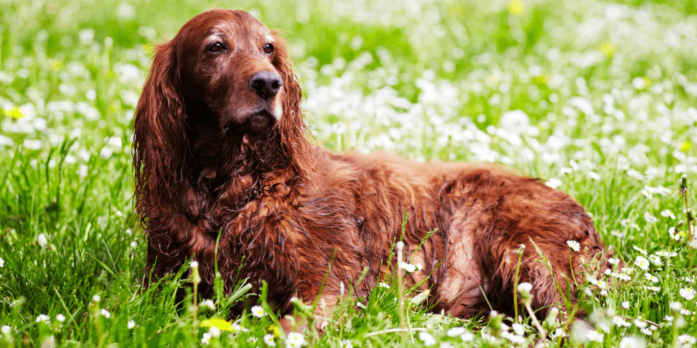 A picture of an old Irish Setter with pre-existing conditions lying in a grassy field