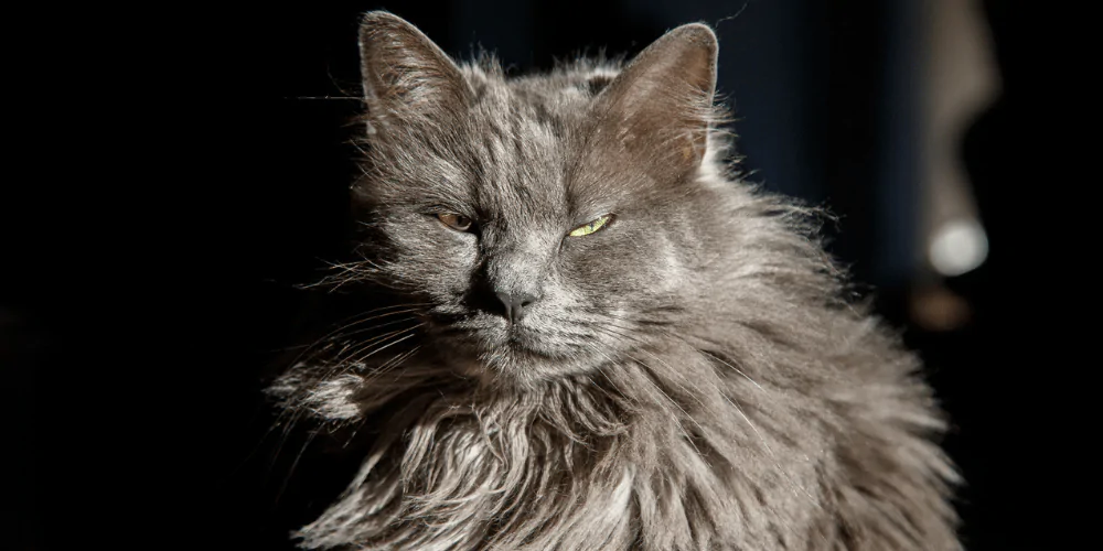 A picture of a grumpy looking Nebelung cat