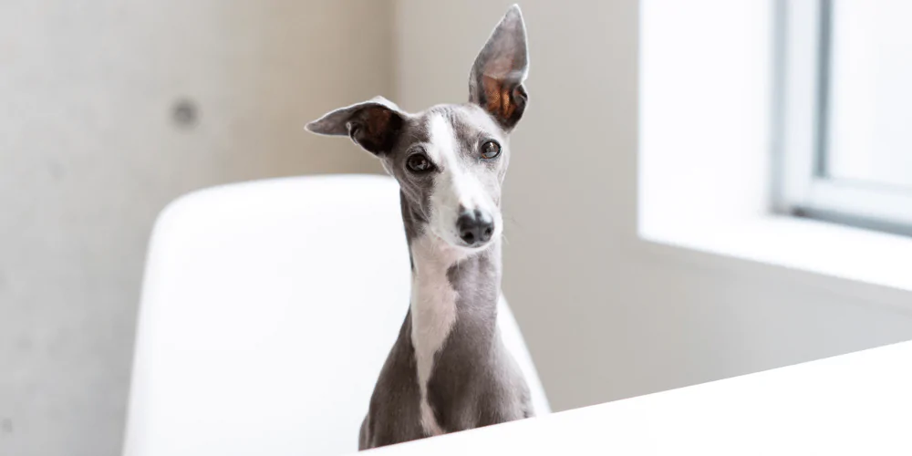 A picture of an Italian Greyhound sat at a desk looking confused
