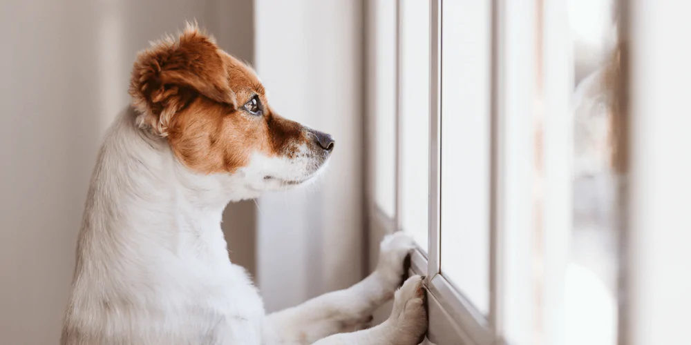 A picture of a Jack Russell Terrier looking outside the window