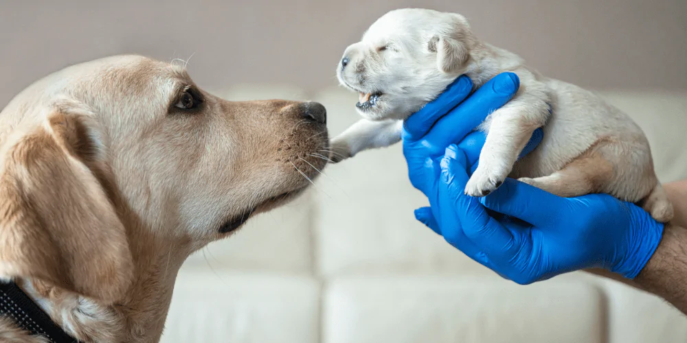 A hand holding up a newborn puppy to show its mother