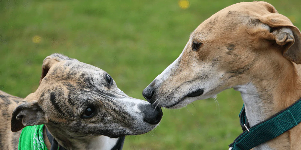 Two dogs sniffing each other's noses 