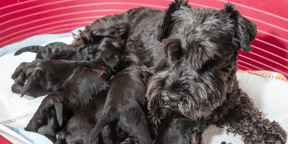 A black dog lying down nursing its puppies