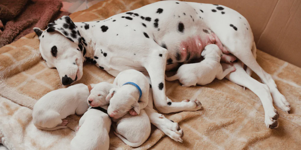 A Dalmatian dog lying down nursing its litter of newborn puppies