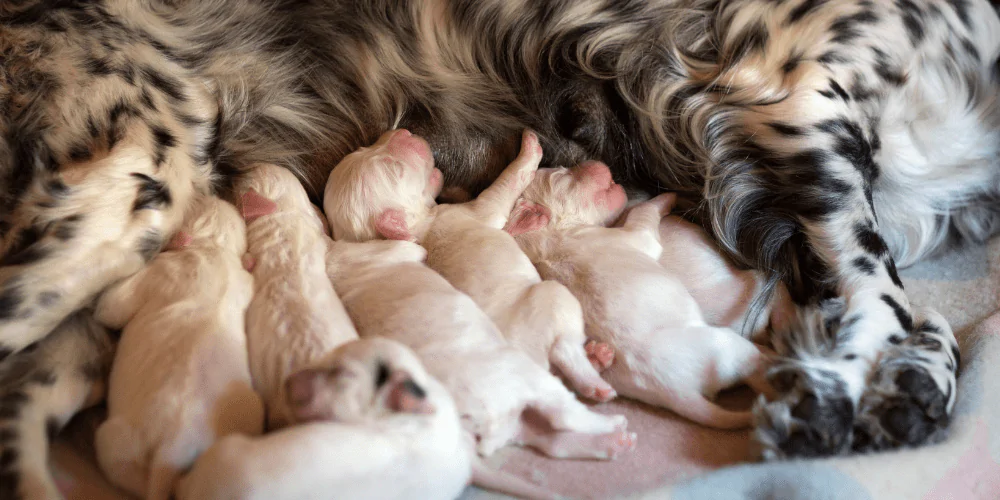 A litter of new puppies nursing from their mother