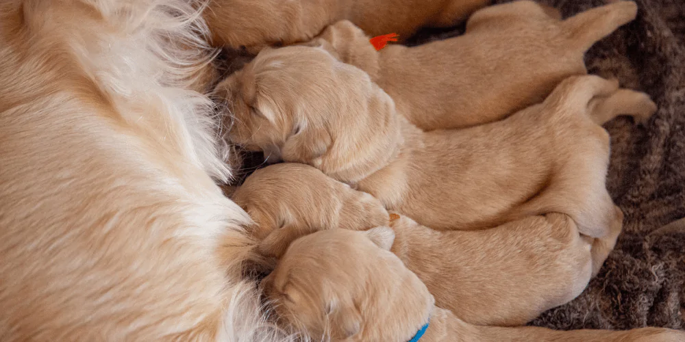 A litter of newborn puppies nursing from their mother