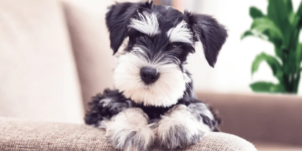 A picture of a grumpy looking Schnauzer puppy sitting on a sofa