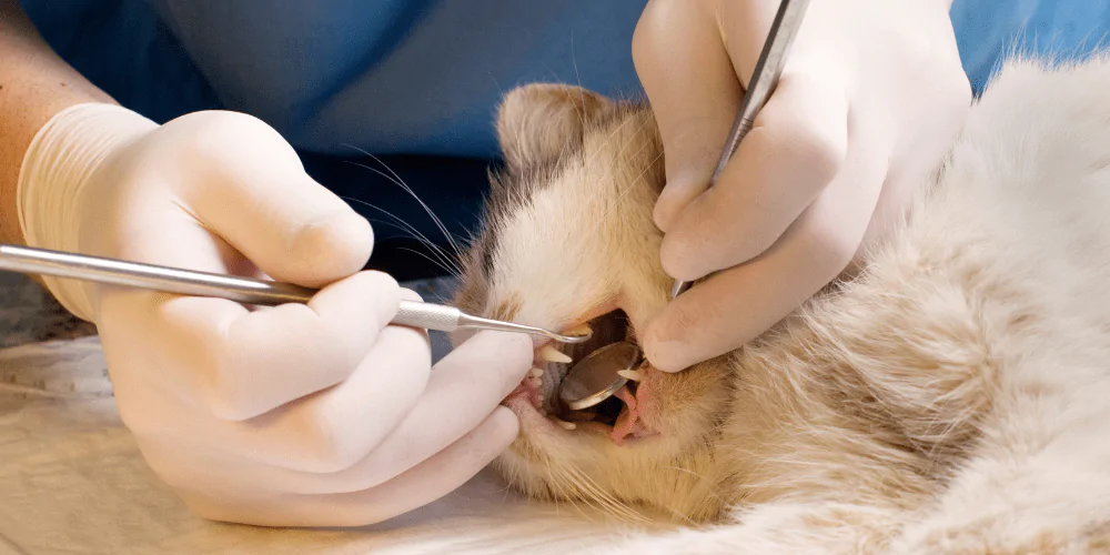 A picture of a long haired cream cat having its teeth cleaned under anaesthetic by a vet