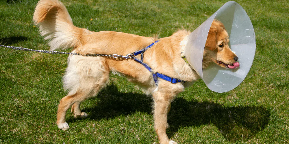 A picture of a newly spayed female Labrador wearing a cone and on a lead, going for a wee in the garden