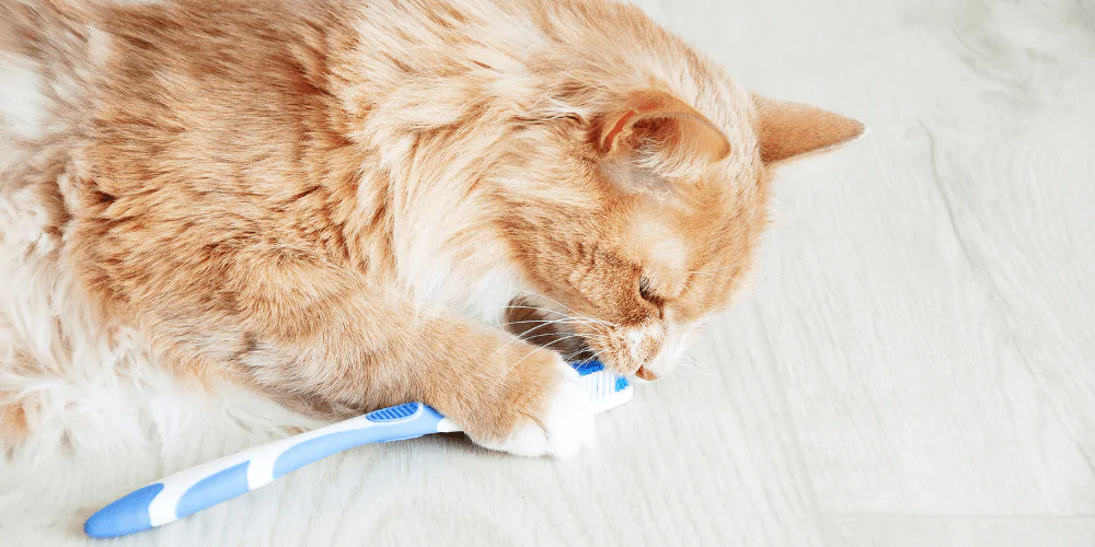 A picture of a long haired ginger and white cat chewing a blue toothbrush