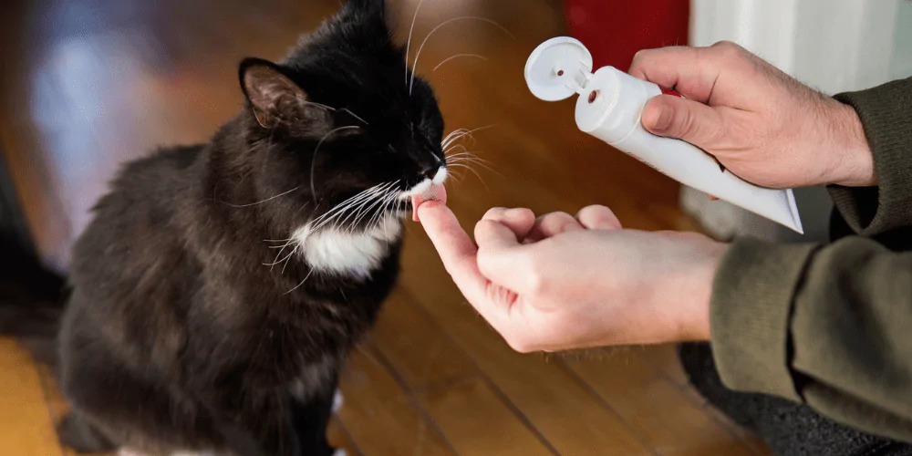 A picture of a Tuxedo cat licking cat toothpaste off its owners finger