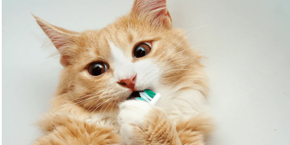 A picture of a long haired ginger and white cat chewing the head of a green toothbrush