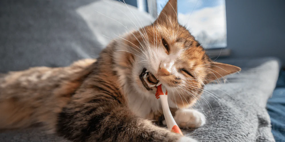 A picture of a long haired ginger cat chewing on a toothbrush