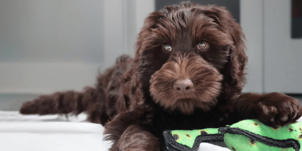 A picture of a chocolate Cockapoo resting its paw on a toy