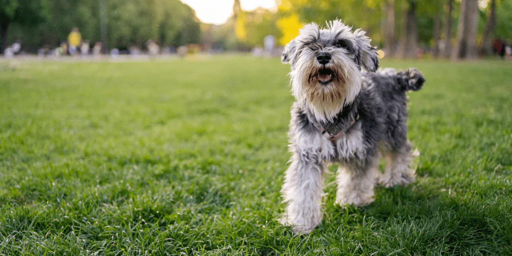 A picture of a spayed Schnazuer running in a park