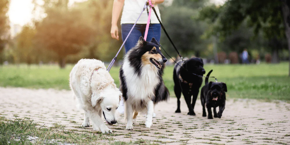 A picture of a dog walker with four dogs