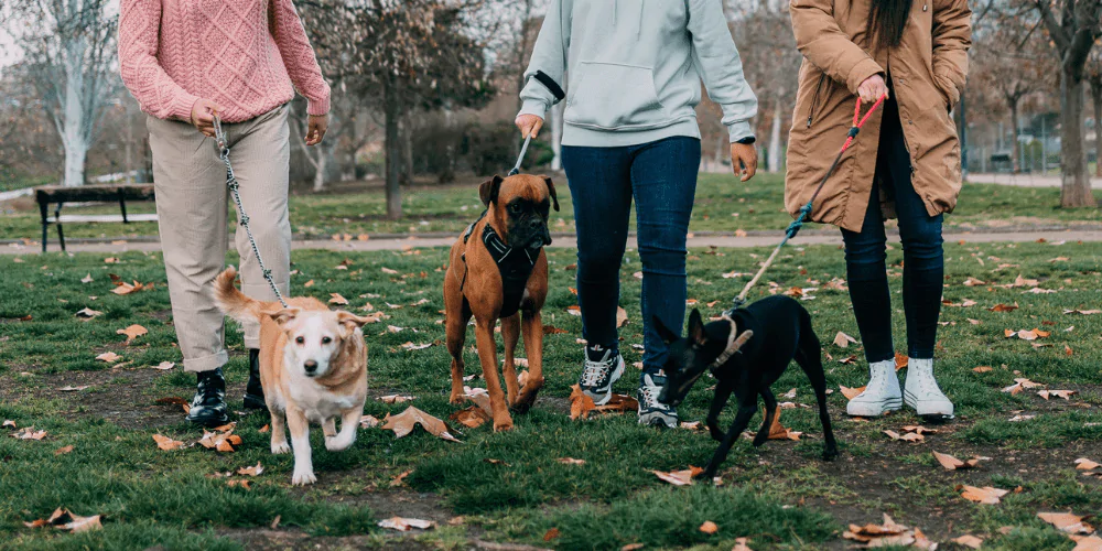 A picture of a group of friends walking their dogs together