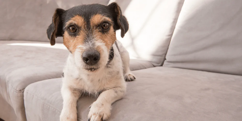 A picture of a Jack Russell Terrier lying on a sofa