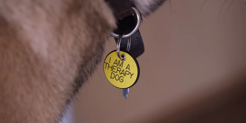 A close up picture of a dog tag that says 'I am a therapy dog'