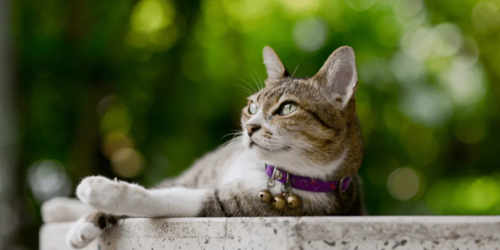 A picture of a microchipped tabby cat lying on a wall wearing a collar