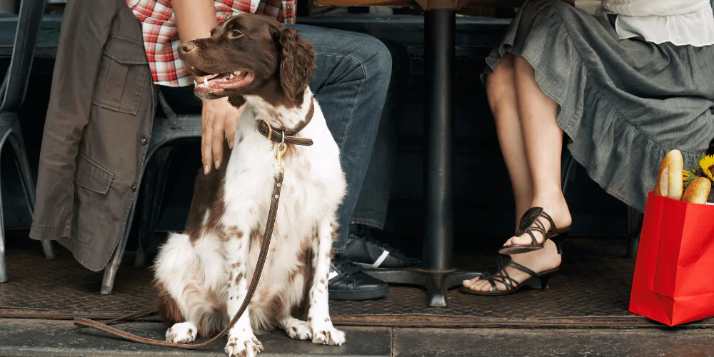 A picture of a Spaniel sat outside a cafe with their owners