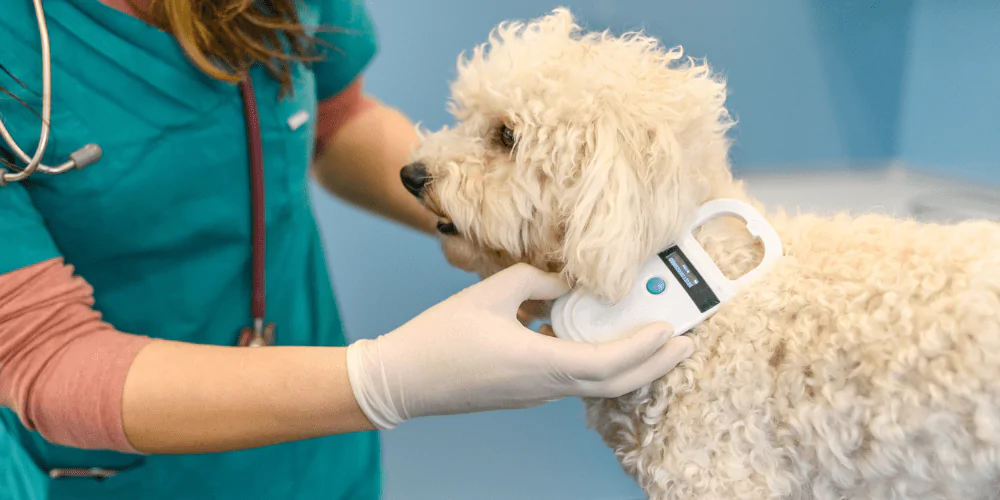 A picture of a white curly haired dog getting their microchipped checked by a vet