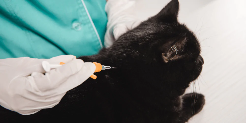 A picture of a black cat getting microchipped by a vet