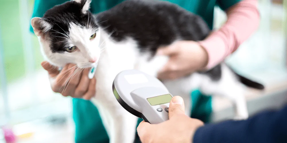 A picture of a tuxedo cat getting their chip scanned at the vets