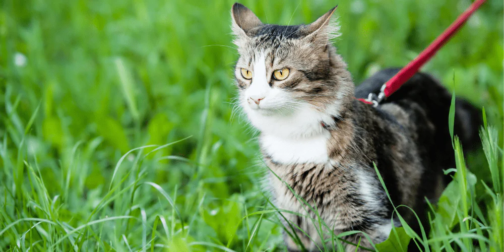 A picture of a tabby cat on a lead in the garden