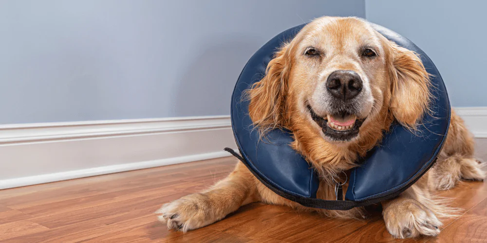 A picture of a Retriever wearing a doughnut collar to protect her glands during phantom pregnancy