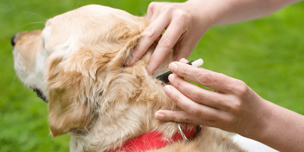 A picture of a woman removing a tick from a Labrador with a tick removal tool