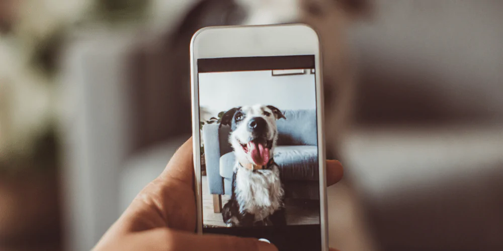 A picture of a dog owner taking a photo of their dog on their mobile