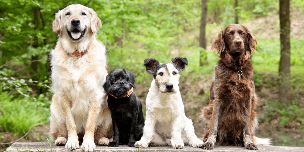 A picture of four dogs lined up on a wall