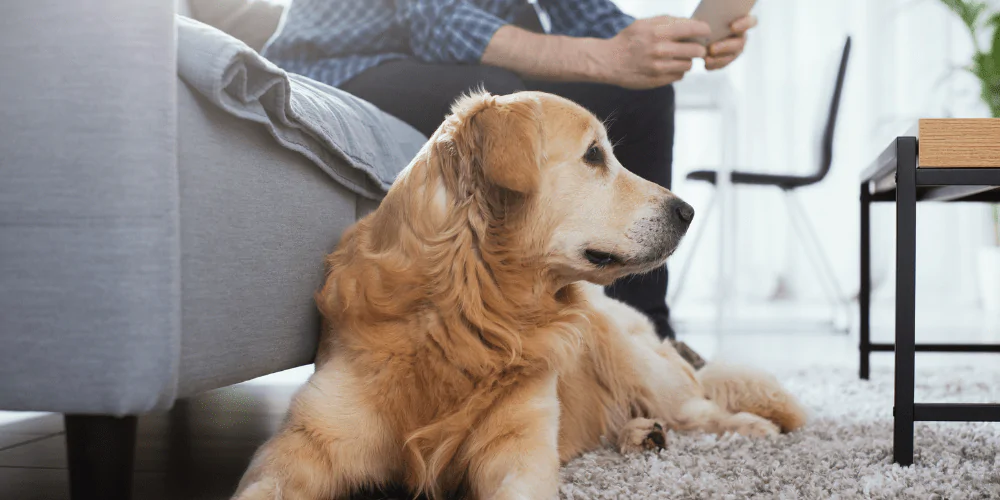 A picture of a Golden Retriever lying by its owners feet while they scroll on social media