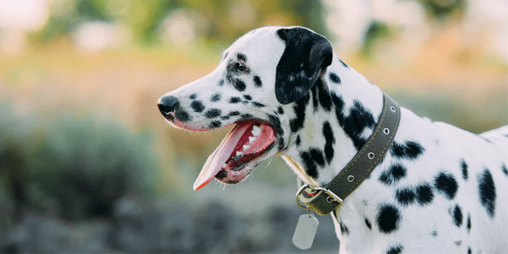 A picture of a Dalmatian wearing a collar with an ID tag