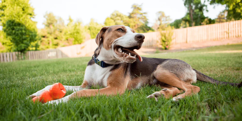 A picture of a mixed breed dog lying with a toy in a securely fenced garden
