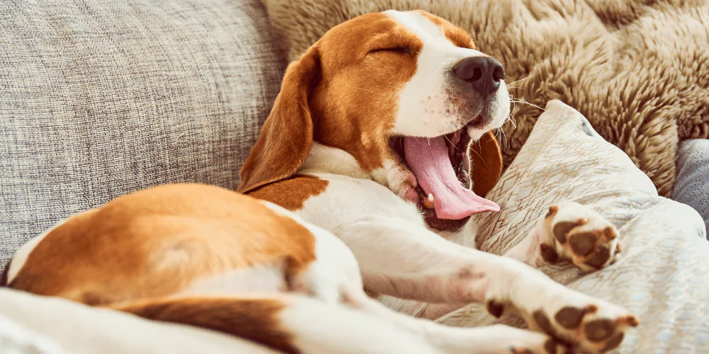 A picture of a yawning Beagle