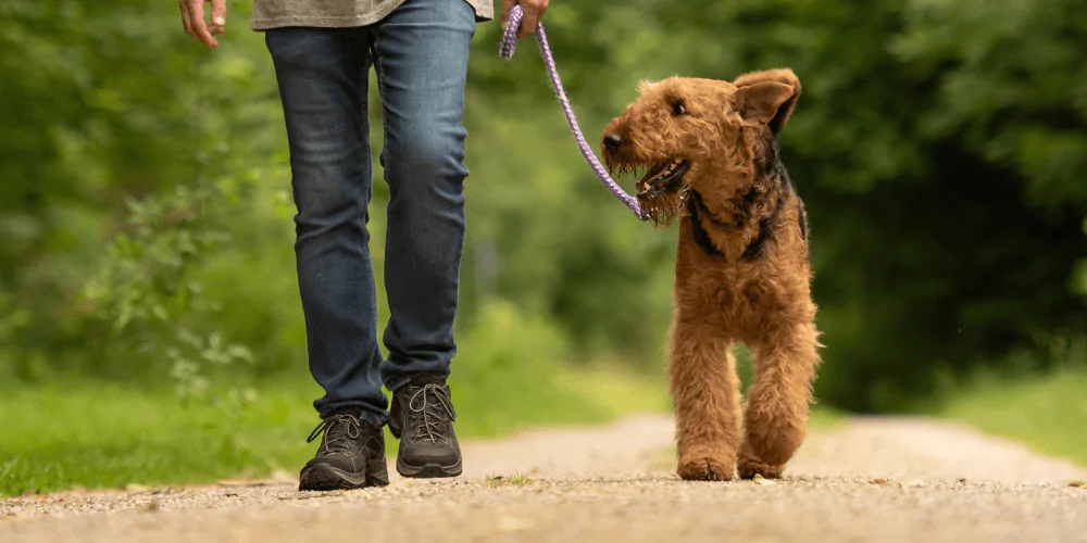 A picture of a Terrier on a walk in the countryside with its owner