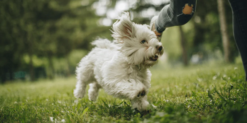 A picture of a Terrier running back to its owner after being recalled