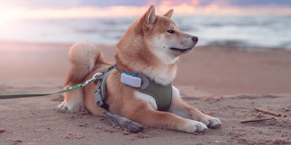 A picture of a Shiba Inu wearing a GPS tracker on a beach