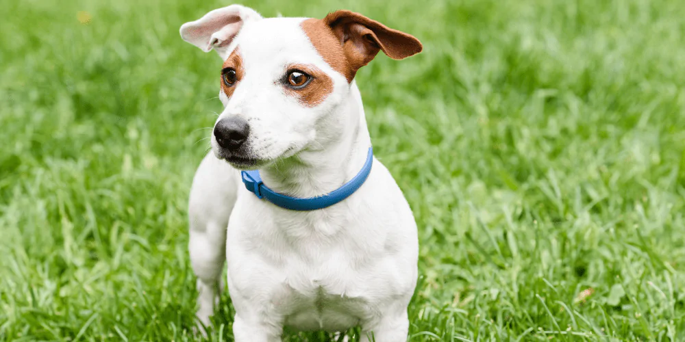 A picture of a Jack Russell wearing an anti tick collar