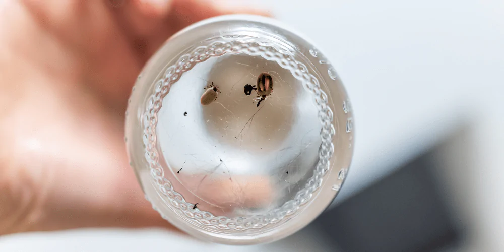 A picture of a tick in a sealed glass jar