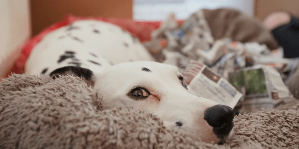 A picture of a Dalmatian curled up in her bed, going through phantom pregnancy
