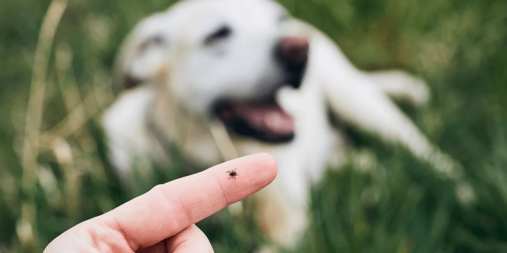 A picture of a tick on a woman's hand with her dog in the background