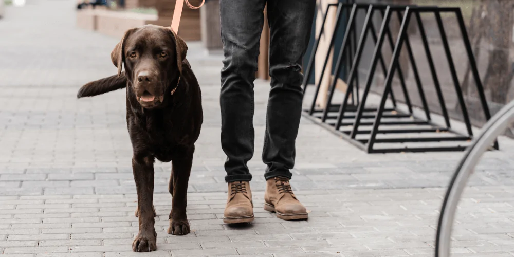 A picture of a Chocolate Labrador walking with its owner